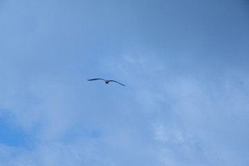 Blue sky with seagull flying in freedom