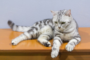 american shorthair rolled around on the table / american shorthair sleep on table