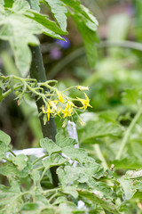 Flower of cherry tomato