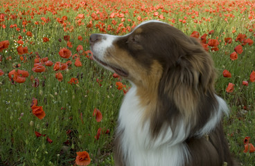 Background: closeup of an Australian shepherd dog of red tricolor color with blue and green eyes sniffing in a poppy-grown farmland (Papaver rhoeas), full blooming red-colored, late spring, italy