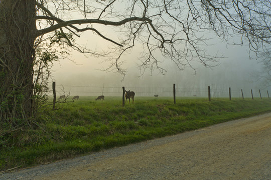 Foggy Spring Morning, Cades Cove, Great Smoky Mountains NP