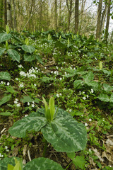 Spring, Yellow Trillium, Great Smoky Mountains NP