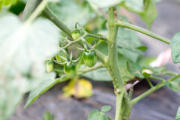 Obraz premium Young green cherry tomato