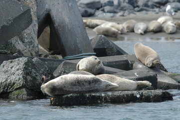 ゴマフアザラシ