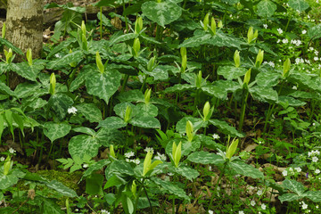 Spring, Yellow Trillium, Great Smoky Mountains NP