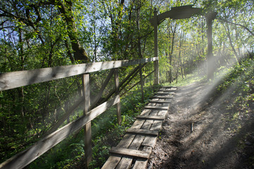 Wooden pathway in the forest with morning sunbeams.