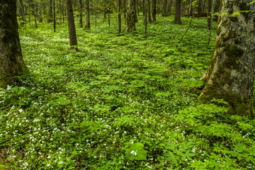 Phacelia, Spring, Great Smoky Mountains NP