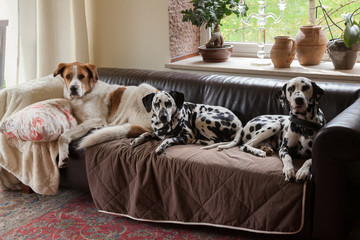 Big Dog On Couch Stock Photos And Royalty Free Images Vectors And
