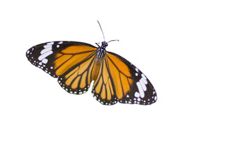 Common Tiger butterfly  ,isolated on white background