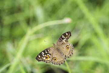 The Lemon Pansy .Butterfly wings absent on the background blurred .