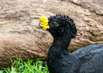 Hokkohuhn auf Rasen, Hokko auf Wiese 