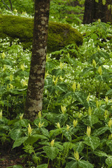 Yellow Trillium & Phacelia, , Great Smoky Mountains NP
