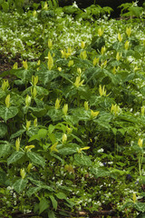 Yellow Trillium & Phacelia, , Great Smoky Mountains NP