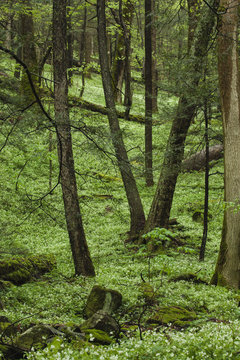 Spring Forest & Phacelia, Great Smoky Mountains