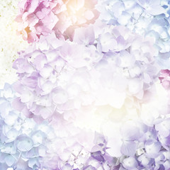 Fototapeta na wymiar Colorful Flowers Blossom
