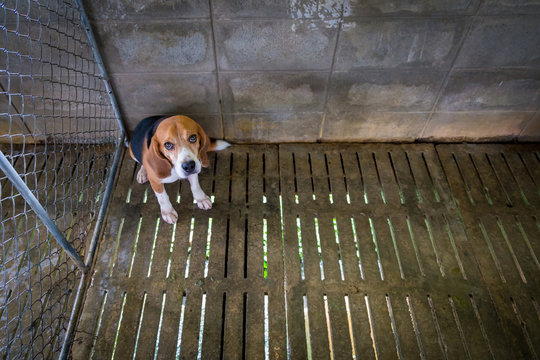 Sad Beagle dog sits locked in a cage
