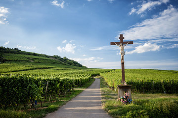Fototapeta na wymiar Landscape vineyards of wine route. France, Alsace