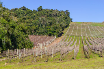 Fototapeta premium Vineyards in winter, Vale dos Vinhedos valley
