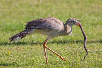 Amazing wildlife image. Animal hunting. Bird of prey attacking snake.