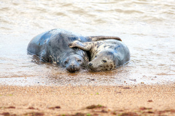 Holiday romance. Breeding pair of grey seals hugging on the sand. Funny animal meme image.
