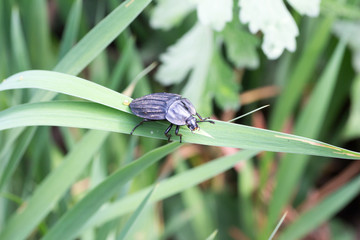 Eusilpha japonica spawning