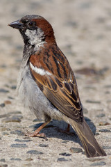 Male house sparrow (Passer domesticus). Close up of garden bird on path.