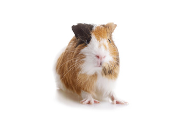 portrait cobaye cochon d'Inde sur fond blanc