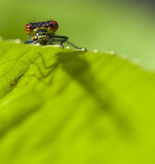 Large Red Damselfly (Pyrrhosoma nymphula) on leaf