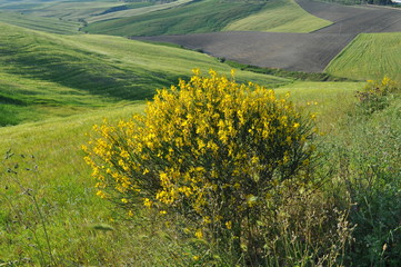 Collina materana - Matera