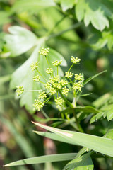 Flower of Italian parsley