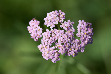 Kälberkropf, Doldenblütler, rosa