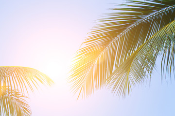Evening sun shines through the coconut in the garden.