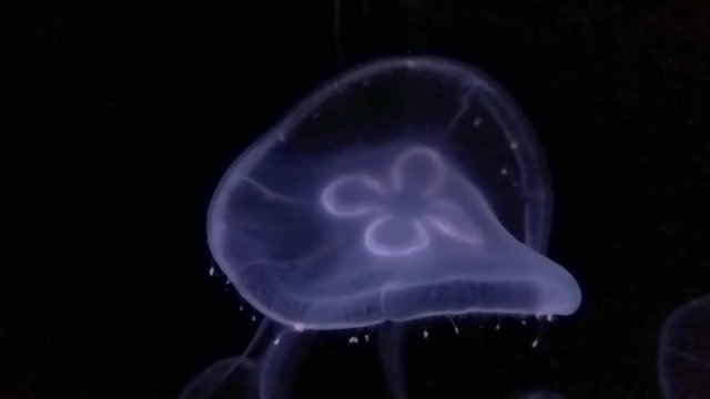 spectacular jellyfish on black background floating slowly in water	  