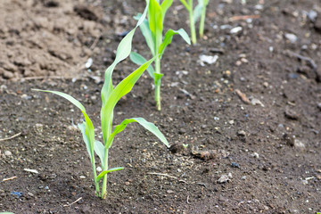 Growing corn