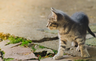 Curious kitten