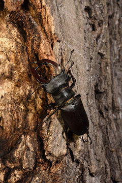 Hirschkäfer (Lucanus cervus) - Stag beetle