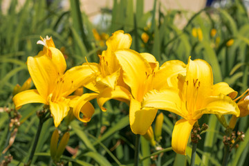 Yellow Lilies