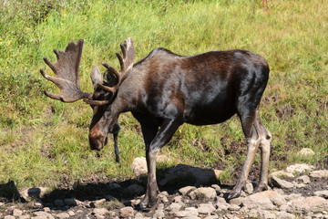 Shiras Moose of The Colorado Rocky Mountains