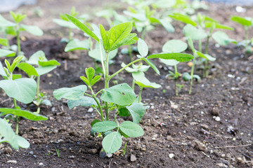 Growing soybeans