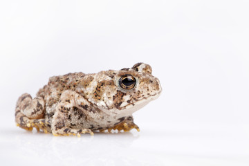 Miniature toad on a white surface. Mini toad isolated on white background.