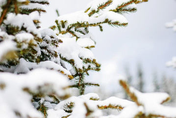 Green fir tree covered with snow on the mountain with the sun, which really shines if not heated