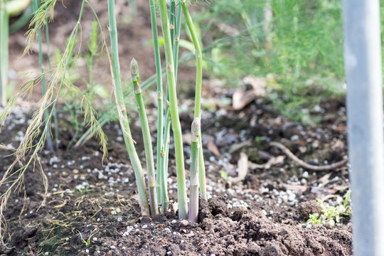 Growing asparagus
