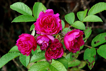 Wilde Rosen