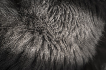 Obraz premium szczegóły kota