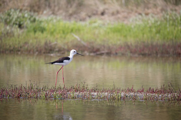 Echasse blanche dans les marais salants