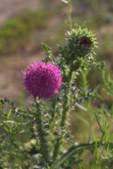 milk Thistle in the meadow in the summer