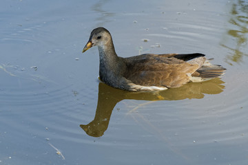 Junges Teichhuhn