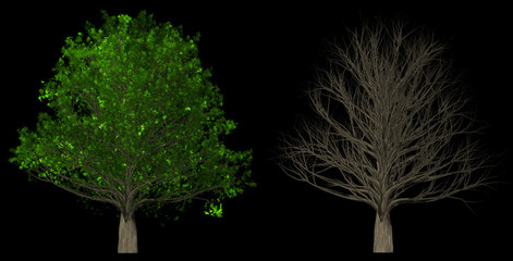 Tree with leaves and without leaves isolated on black background