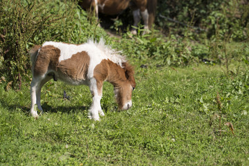 Baby pony