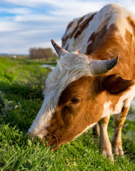 A cow grazes on a green meadow near a lake